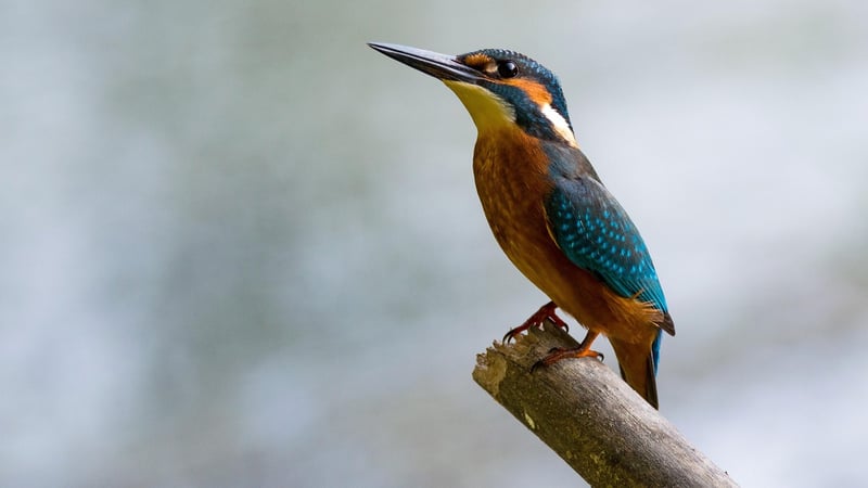 Kingfisher bird